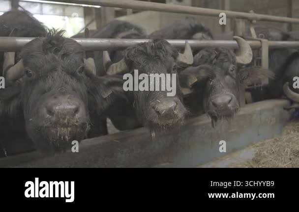 Close-Up of Three Buffalo Heads in a Barn, One Chewing Cud. A close-up ...
