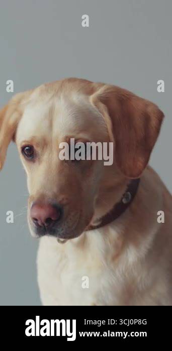 A charming golden Labrador Retriever captured in a playful moment ...