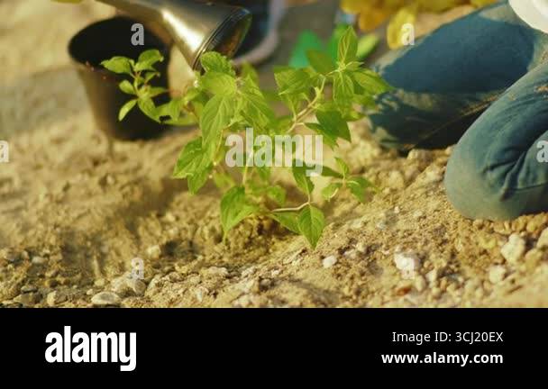 Close up hands carefully add water to the tree planting tree ecosystem ...