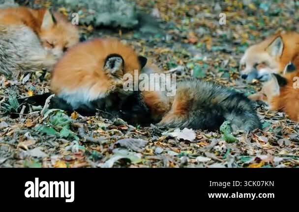 fox in the forest Stock Video Footage - Alamy