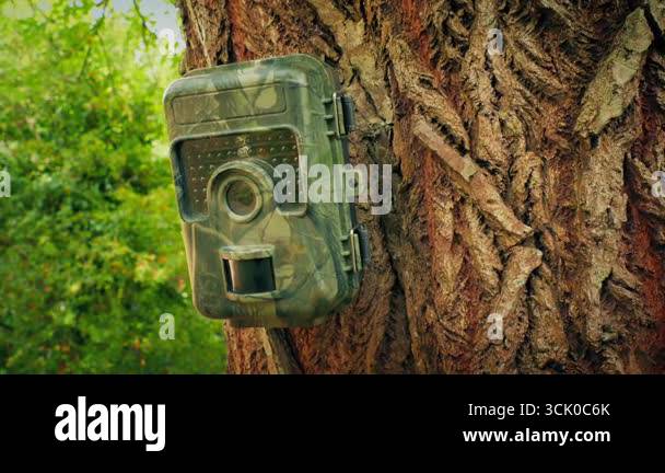 Camera on tree Stock Videos & Footage - HD and 4K Video Clips - Alamy