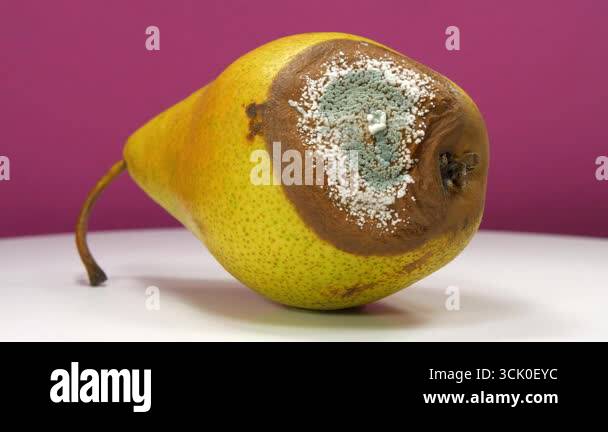 Overripe and rotten pear, covered with mold and fungus. Process of ...