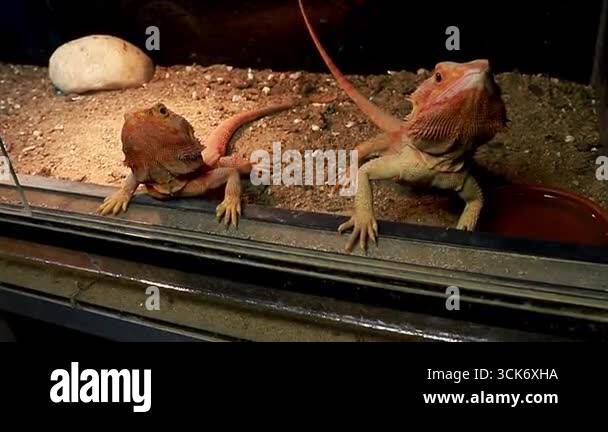 Curated visual reference: Gallery Detail: Bearded Dragons In Terrarium With Sand Substrat Stock Video Footage