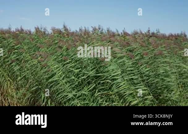 Green reeds in the windy day. Reeds are also traditionally harvested ...