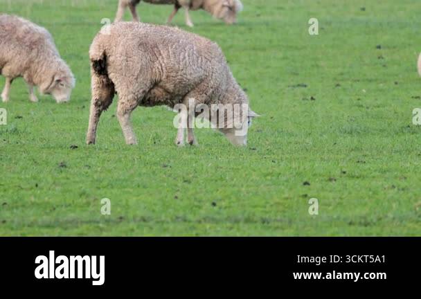 heard of sheep grazing in the green field Stock Video Footage - Alamy