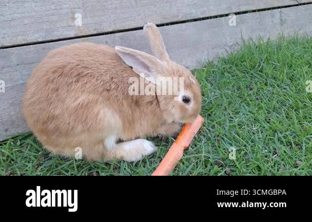 Brown rabbit eats carrots,sits a rabbit on the green grass.rabbit in ...