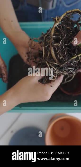 Demonstrating various root transplanting techniques that promote ...