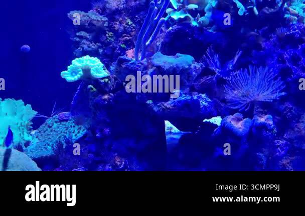 A stunning underwater aquarium scene featuring a vibrant coral reef ... - Multilayered Aquarium Design Featuring Sea Animals