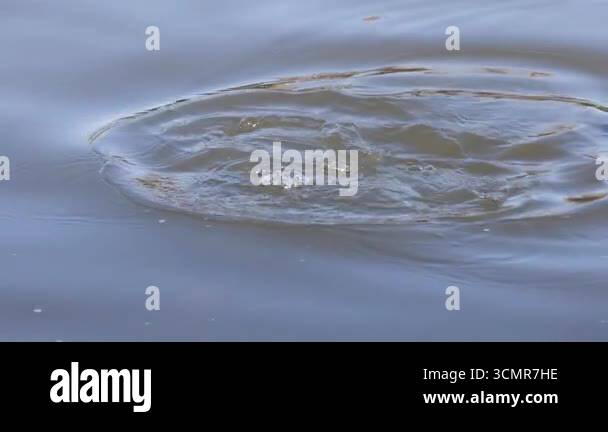 Circular ripples spread across a calm water surface Stock Video Footage ...