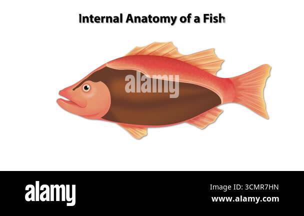 Detailed illustration of fish internal organs Stock Video Footage - Alamy