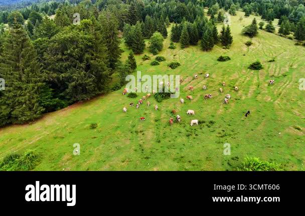 Cattle grazing in lush green pasture. Herd of cattle grazes peacefully ...
