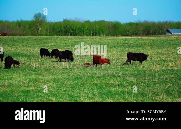 A herd of cows and calves of various colors grazing on a vibrant green ...