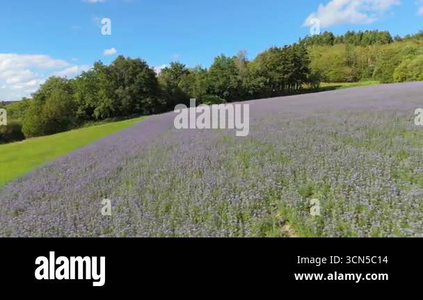 Field of Phacelia tanacetifolia flowers in summer, blue or purple tansy ...