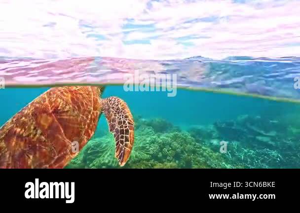 Sea turtle gracefully gliding over the vibrant coral reef of the Great ...