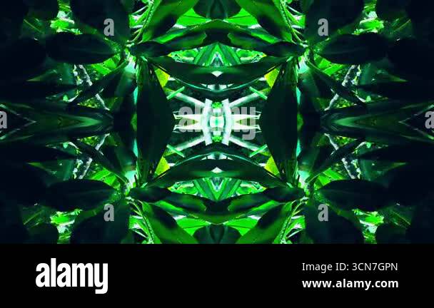 mirrored natural pattern with symmetry green tree reflections and ...