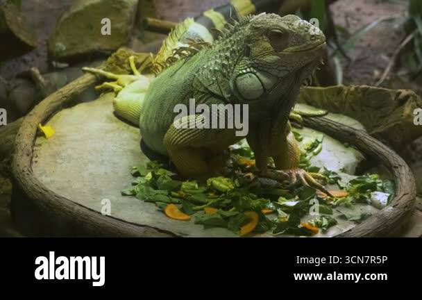 Picture of Green iguana resting and feeding on vegetables inside an enclosure at ...
