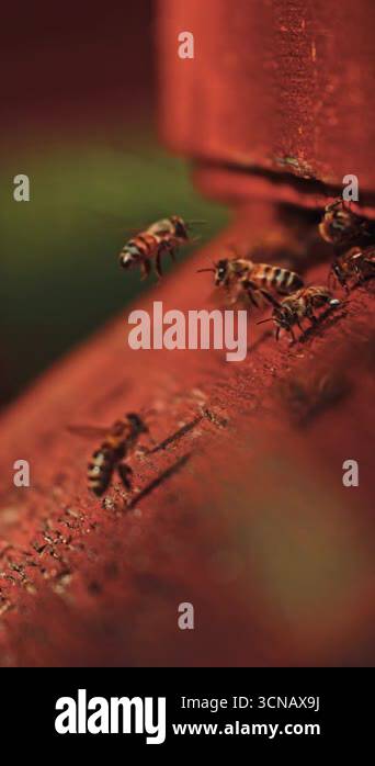 Close-up slow motion footage of bees on a traditional red WBC hive ...