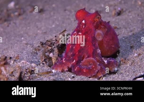 Filmed at night. East Pacific red octopus - Octopus rubescens, also ...