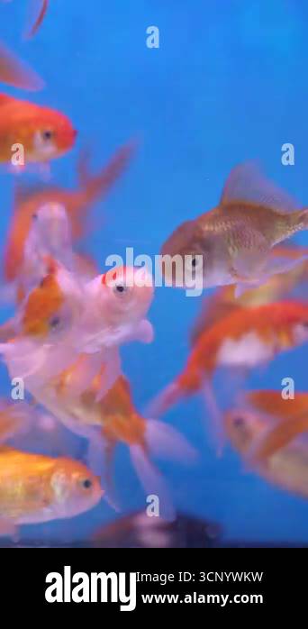 Image showcasing Lively group goldfish swims together Stock Videos & Footage - HD and 4K ...