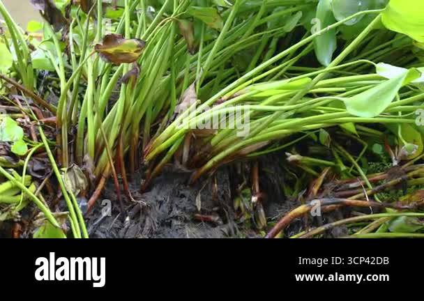 Dense water hyacinth growth showing rapid spread in waterways, close-up ...