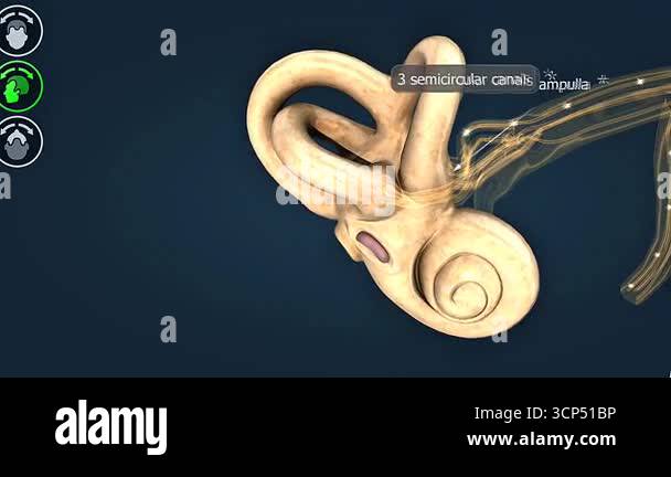 Regulate Animation 3D animation showing utricle and saccule sensing head tilt and linear ...