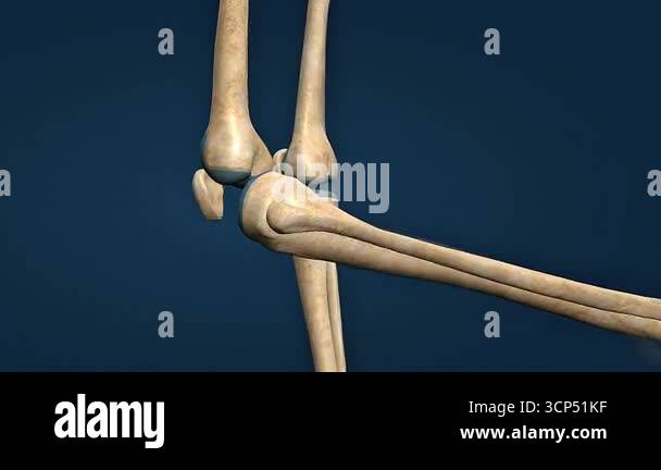 3D animation of hinge joint movement, demonstrating bending and ...