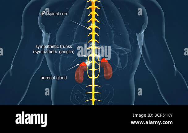 3D animation showing regulation of adrenal medulla, illustrating neural ...
