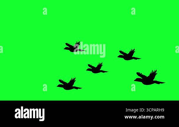 Flying Birds Silhouette In Green Screen Motion Design Stock Video ...