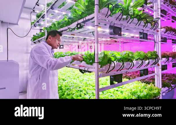 Scientist inspects lettuce and leafy greens in indoor vertical farm ...