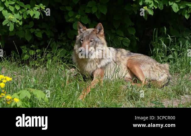 The wolf, Canis lupus, also known as the grey wolf or timber wolf is a ...