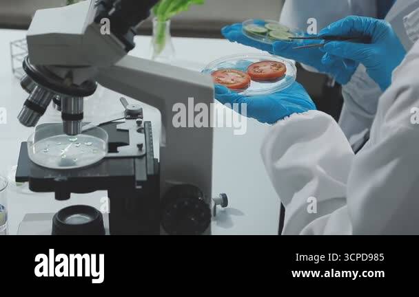scientist working with microscope in laboratory Stock Video Footage - Alamy