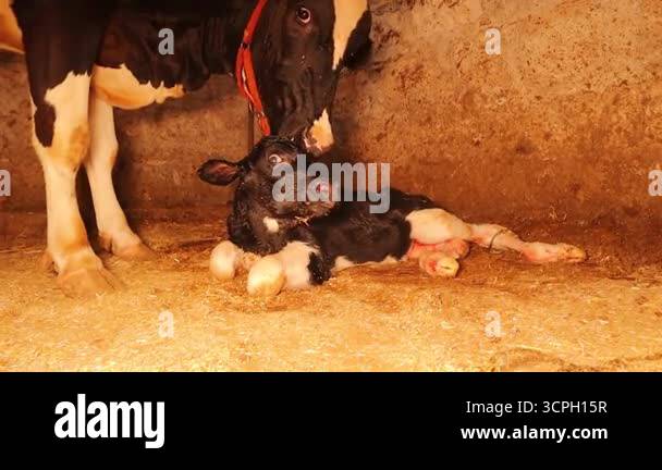 A mother cow tenderly licks her newborn calf moments after birth inside ...
