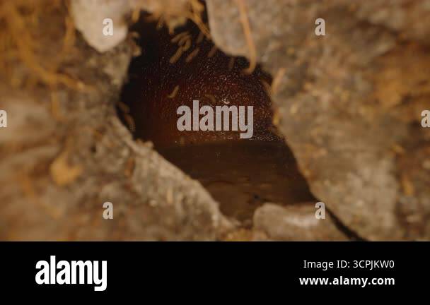 Rot Insect Dolly Slider Close Up Through Rough Opening Revealing White Maggots ...