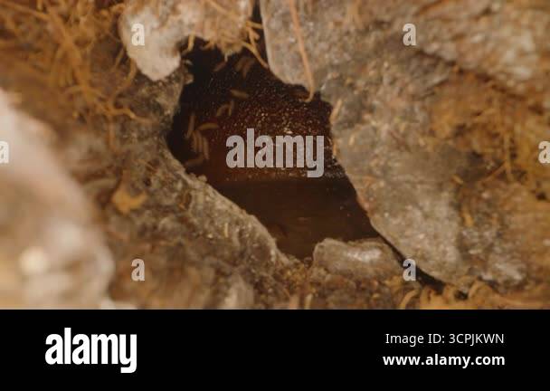 Dolly Slider Close Up Pulling Away From Large Cracked Coconut Showing ...