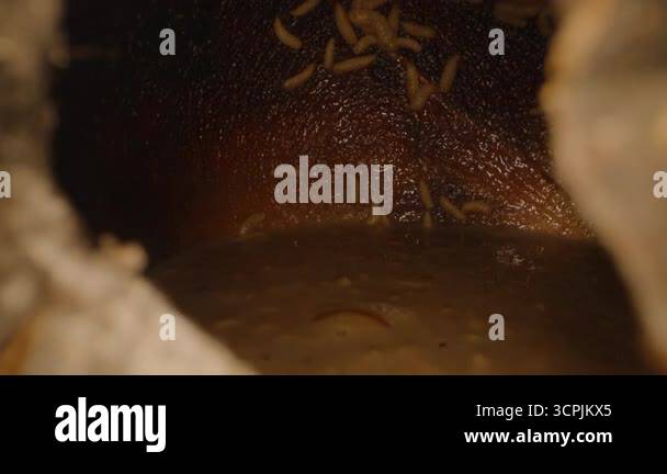 Dolly Slider Close Up Through Cracked Coconut Showing White Maggots ...