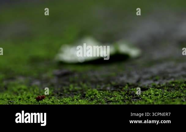 A cinematic rack focus from green moss to a fallen leaf with glistening ...