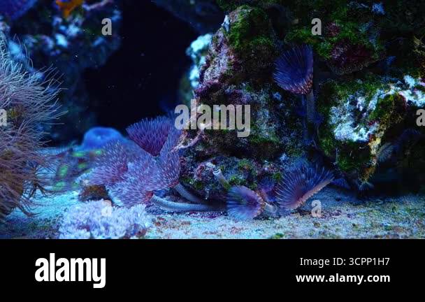 feather duster worm move tentacle, demanding pet colony catch plankton ...