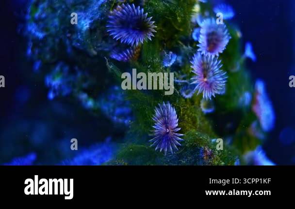 feather duster worm move, hunt for plankton food, circular water flow ...