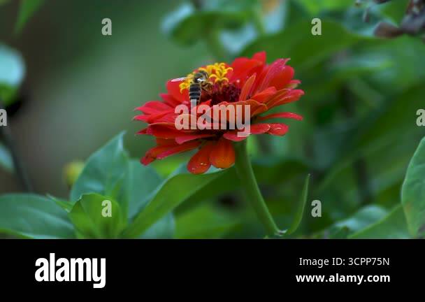 Pollination of a bright Zinnia elegans: Macro of honey bee collecting ...