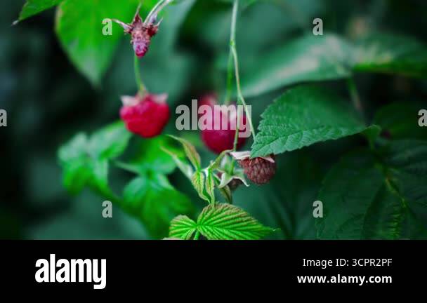 Ripe raspberries close-up on green bushes in summer garden. Bright red ...