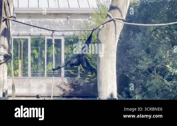Monkey playing and jumping on ropes in zoo enclosure with trees and ...