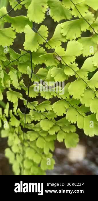 Fresh Adiantum plant with delicate green leaves, often called ...