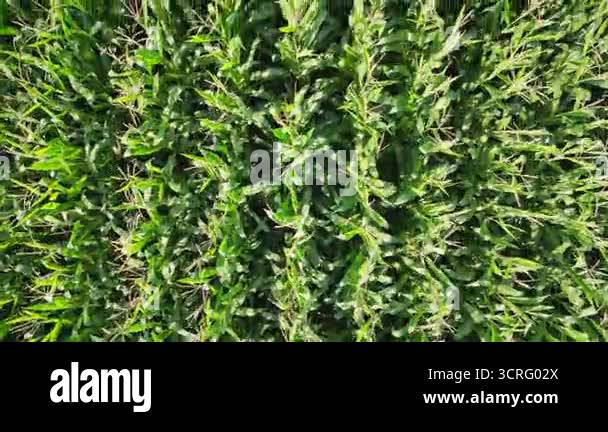 Top view of corn plants growing in rows. Flying over ripe corn crops ...