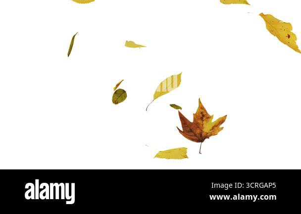 Realistic 3d Animation Of Falling Autumn Leaves Various Leaf Types