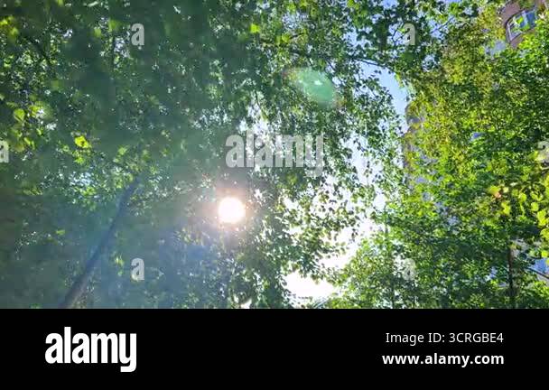 Backlit sunlight through tree leaves Stock Videos & Footage - HD and 4K ...