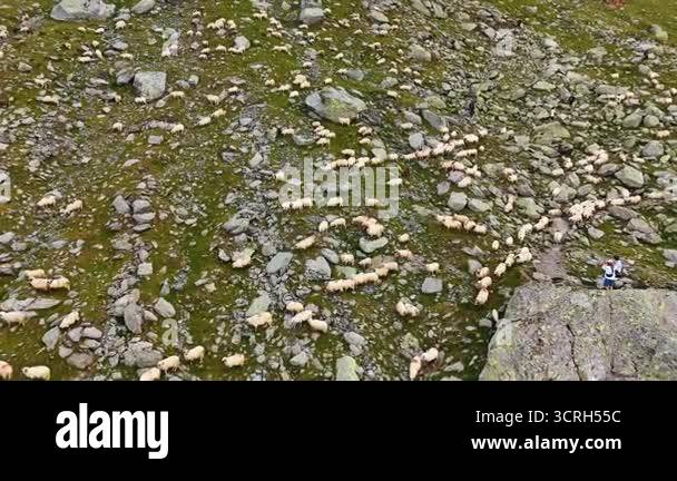 Multiple white sheep walking by the slope of the mountain. Livestock ...