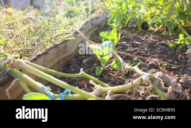 A garden with a variety of plants and a blue rope tied to a plant. The ...