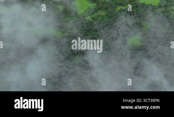 drone video of a peaceful, green forest shrouded in mist Stock Video ...