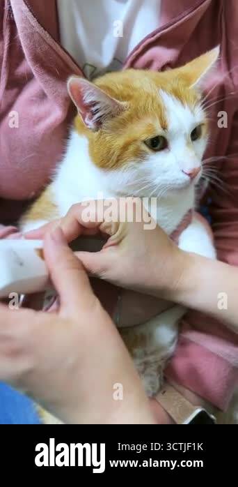 Puppy Grooming 101: First Haircuts, Bath Tips & At-Home Care Guide - We ...