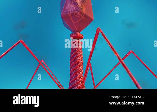 3D animation of bacteriophage virus showing head-tail structure, DNA ...